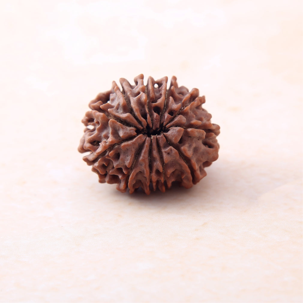Siddh 11 Mukhi Rudraksha
